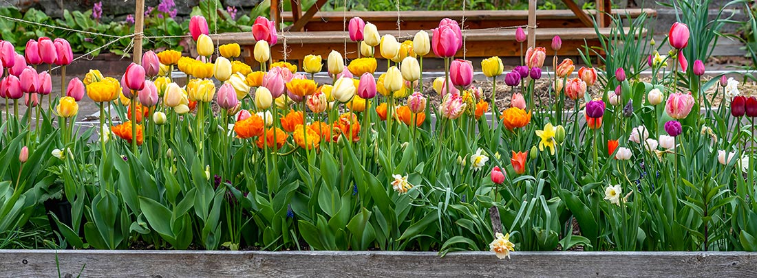 Bed of tulips