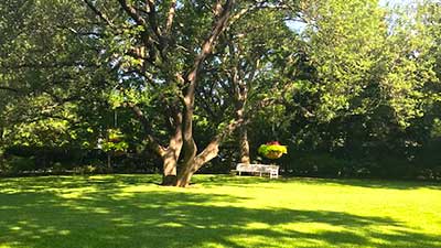tree-services